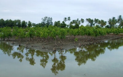 The AGS Group protects the mangrove forests of Indonesia