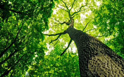 A positive review for 2010 by the Ethics and Professional Conduct Committee